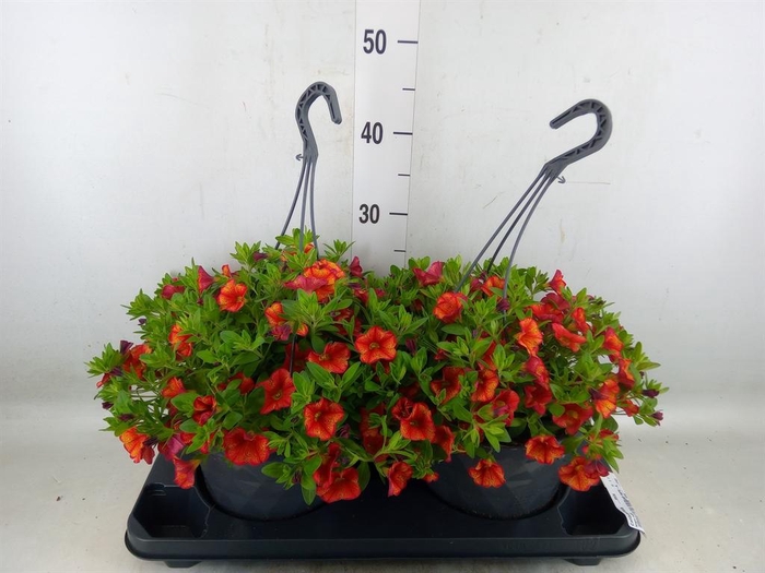 <h4>Calibrachoa   ...mix</h4>