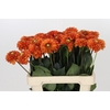 Dahlia Orange Fox
