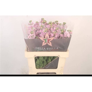MATTH IRON CHERRY BL