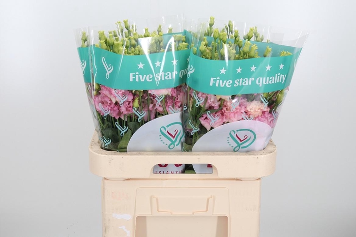 <h4>Eus G Alissa Pink</h4>