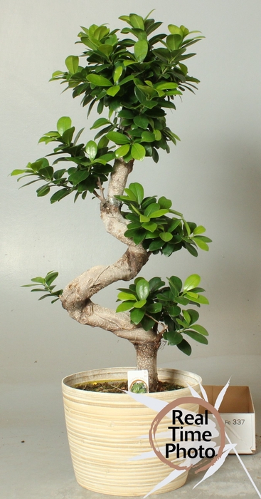 <h4>FIC MI GINSENG</h4>