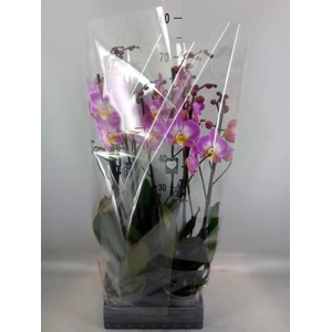 Phalaenopsis  'Ant Split'