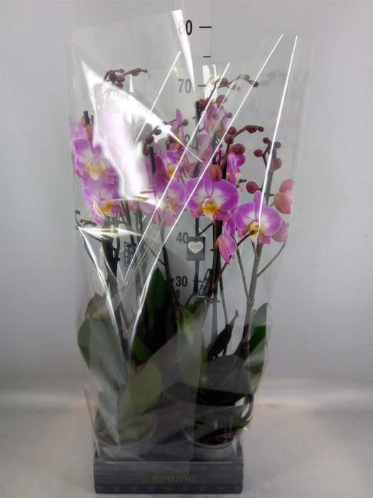 <h4>Phalaenopsis  'Ant Split'</h4>