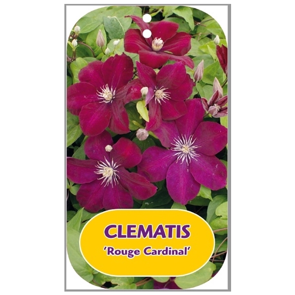 <h4>Clematis 'Rouge Cardinal'</h4>