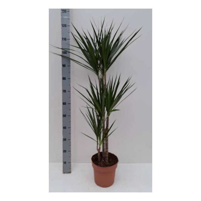 <h4>DRA MARGINATA</h4>