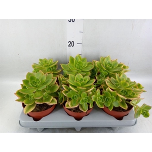 Aeonium   ...