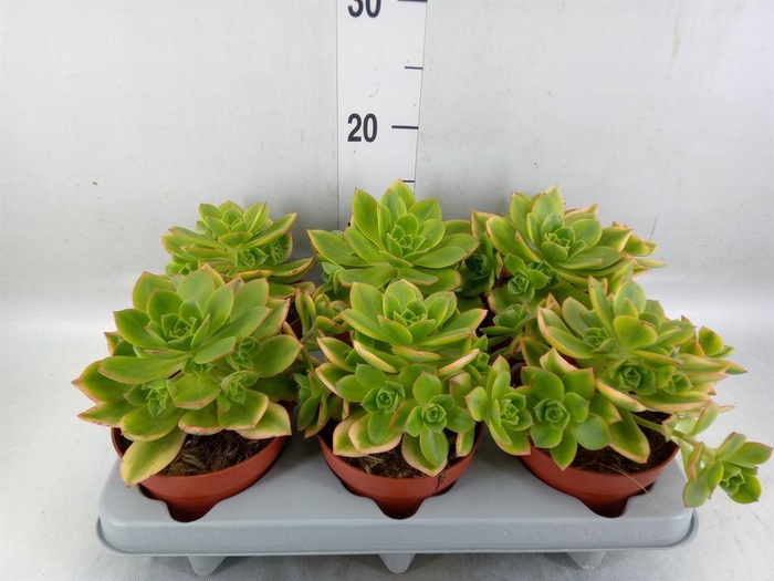 <h4>Aeonium   ...</h4>