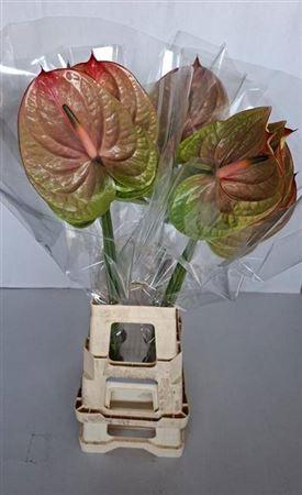 <h4>Anth A Licosa</h4>