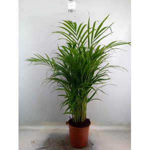 Dypsis lutescens   ...Chrysalidoca