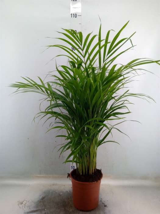 <h4>Dypsis lutescens   ...Chrysalidoca</h4>