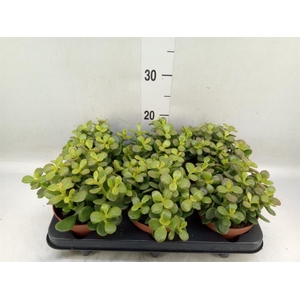 Crassula ovata 'Minor'