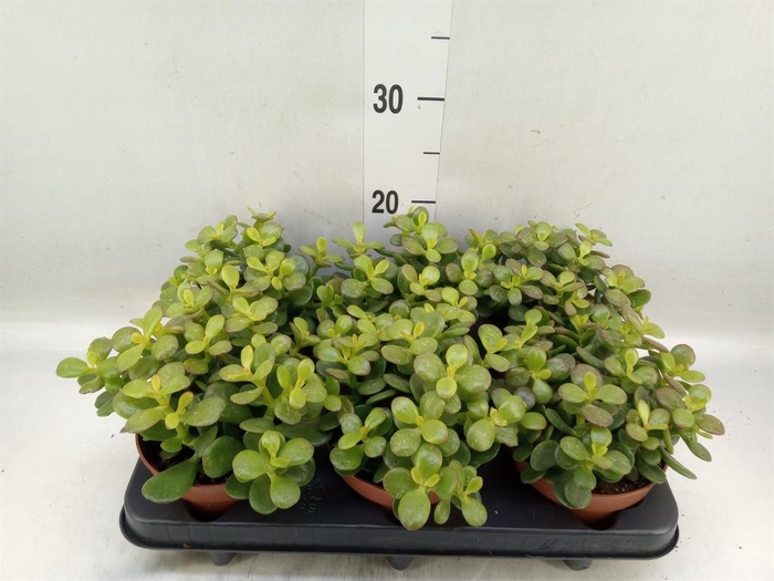 <h4>Crassula ovata 'Minor'</h4>