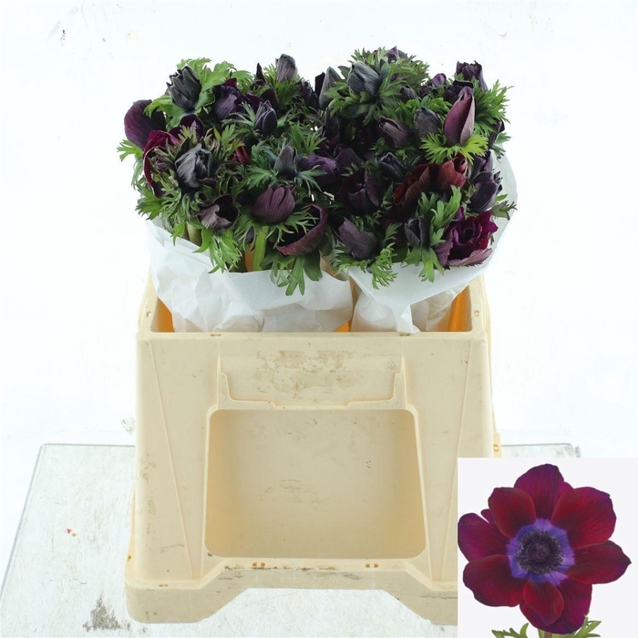 <h4>ANEM CO MIS BORDEAUX</h4>