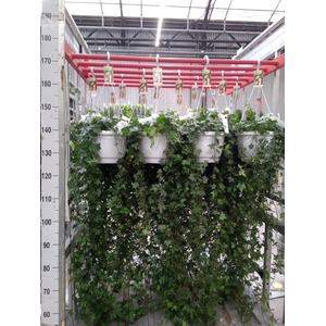 Hedera helix 'Pittsburgh'