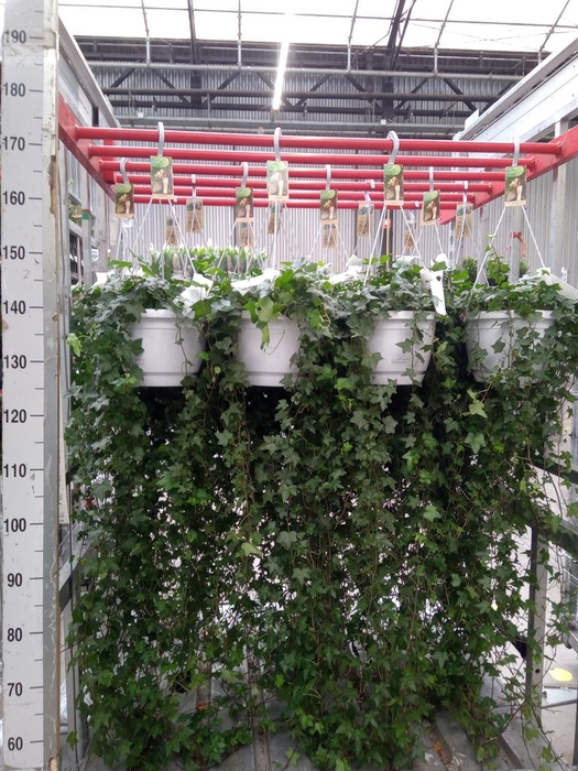 <h4>Hedera helix 'Pittsburgh'</h4>