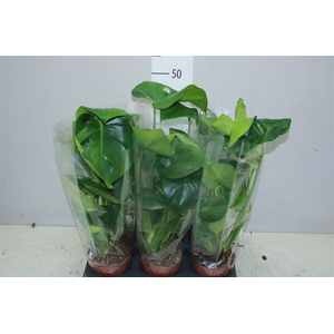 Monstera Deliciosa