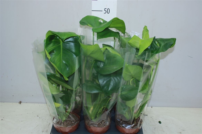 <h4>Monstera Deliciosa</h4>