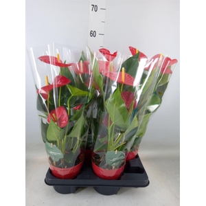 Anthurium andr. 'Minnesota'