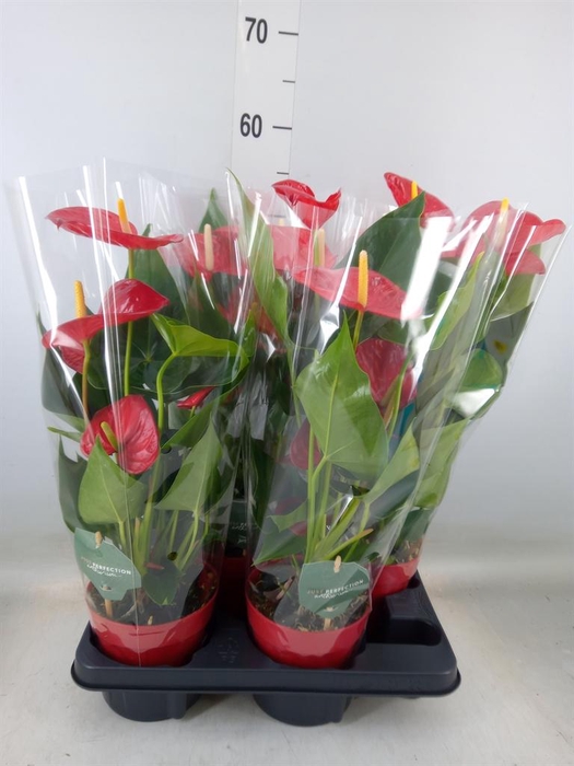 <h4>Anthurium andr. 'Minnesota'</h4>