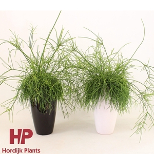 Rhipsalis in keramiek