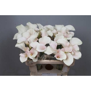 Calla Captain Ventura