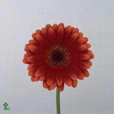 Spathiphyllum Vivaldi - 17 cm