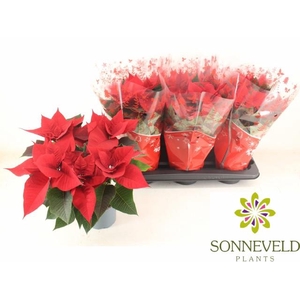 EUPHOR P CHR UNIVERS