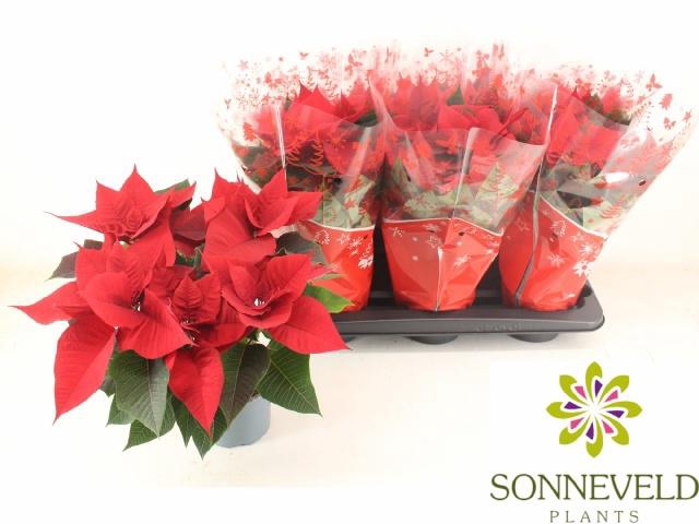 <h4>EUPHOR P CHR UNIVERS</h4>