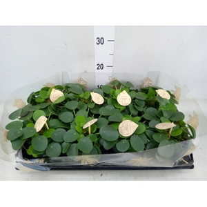 Pilea peperomoides