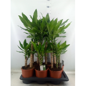 Dracaena frag. 'Steudneri'