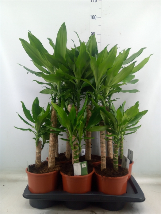 <h4>Dracaena frag. 'Steudneri'</h4>