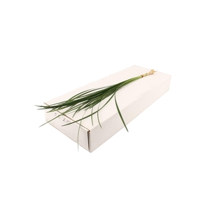 Lily Gras WBE