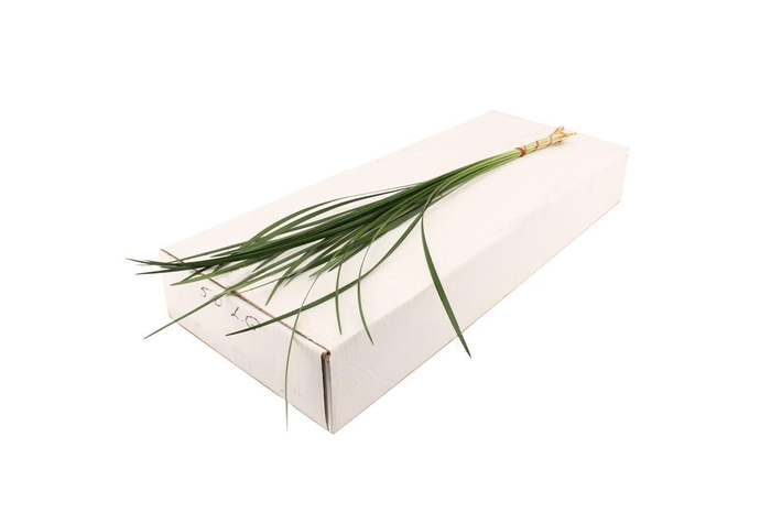 <h4>Lily Gras WBE</h4>