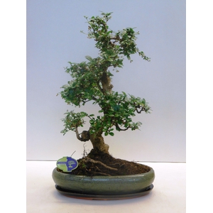 Carmona macrophylla, 43cm., shape, with drip tray