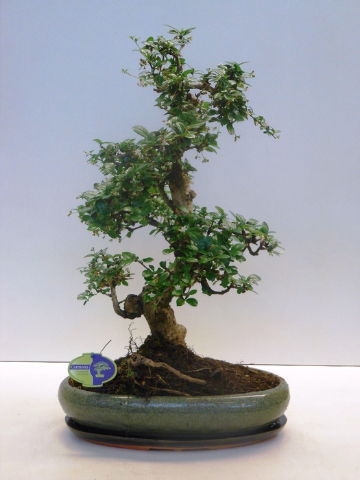 <h4>Carmona macrophylla, 43cm., shape, with drip tray</h4>