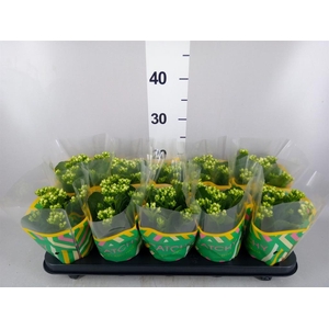 Kalanchoe blos. 'Calandiva Whites'