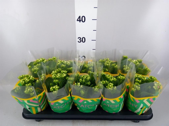 <h4>Kalanchoe blos. 'Calandiva Whites'</h4>