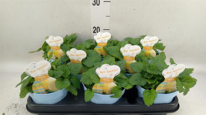 <h4>Melissa officinalis</h4>