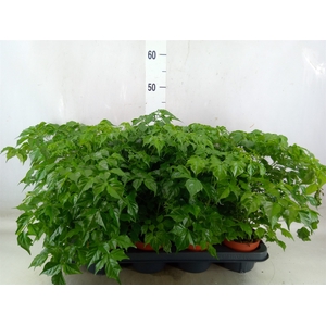 Radermachera sinica