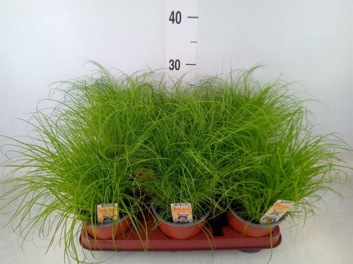 <h4>Cyperus alternifolius 'Zumula'</h4>