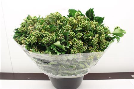 <h4>HEDERA 400gr</h4>