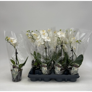 PHAL GEM
