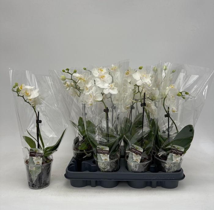 <h4>PHAL GEM</h4>