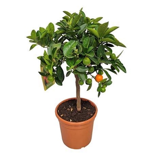 Citrus Calamondin Stem