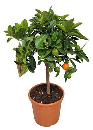 <h4>Citrus Calamondin Stem</h4>