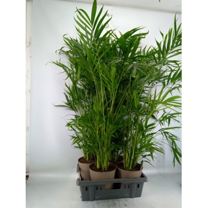 Chamaedorea cataractarum