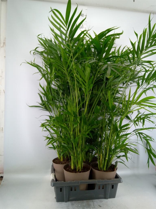 <h4>Chamaedorea cataractarum</h4>