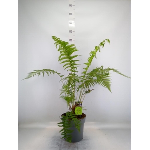 Dicksonia antarctica