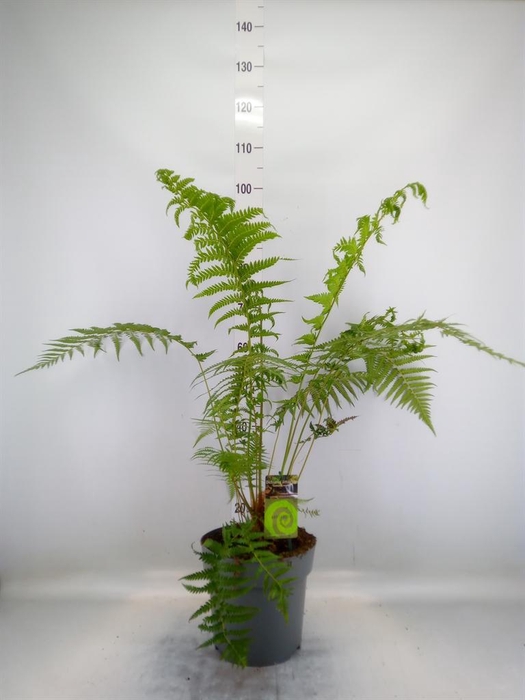 <h4>Dicksonia antarctica</h4>