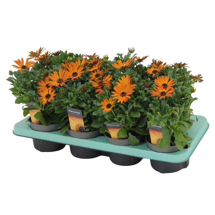 <h4>Osteospermum Orange Flare Decorum</h4>